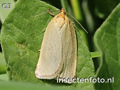 vlinder (2240*1680)